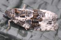 apotomisturbidana_small.jpg