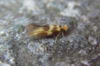 bucculatrixthoracella_small.jpg