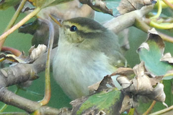 Two-barred Greenish Warbler