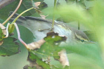 Two-barred Greenish Warbler