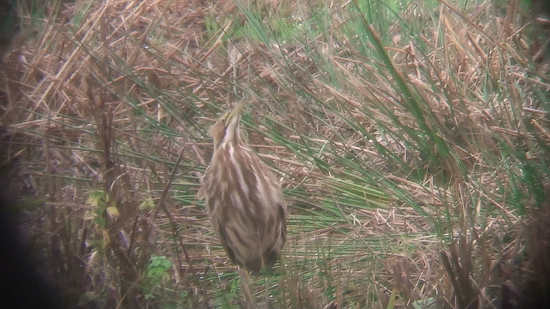 American Bittern