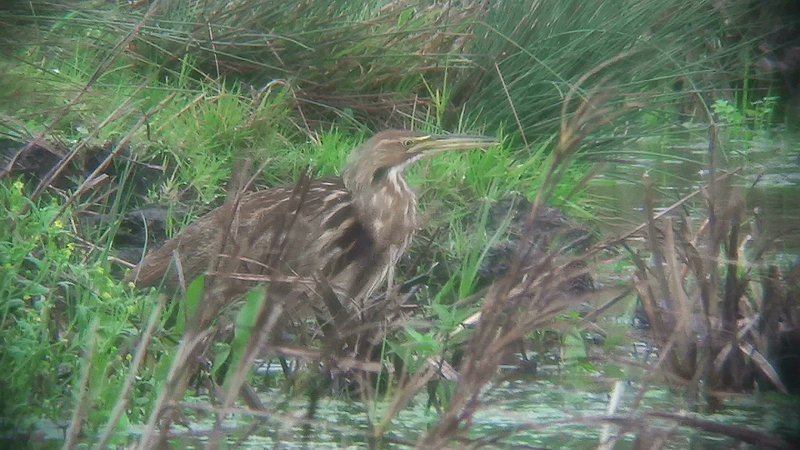 American Bittern