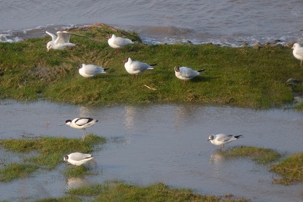 Avocet