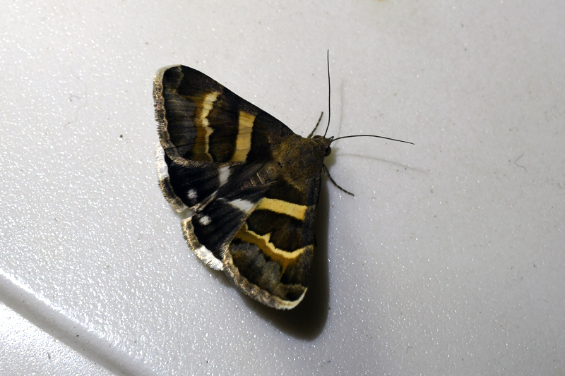 The Geometrician Moth Grammodes stolida