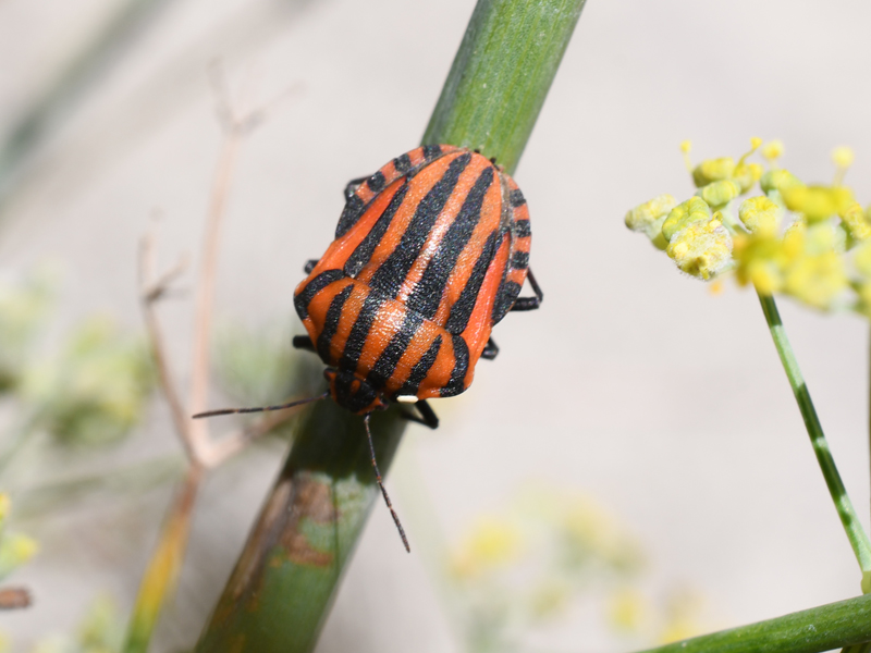 Continental Striped Shield Bug Graphosoma italicum italicum