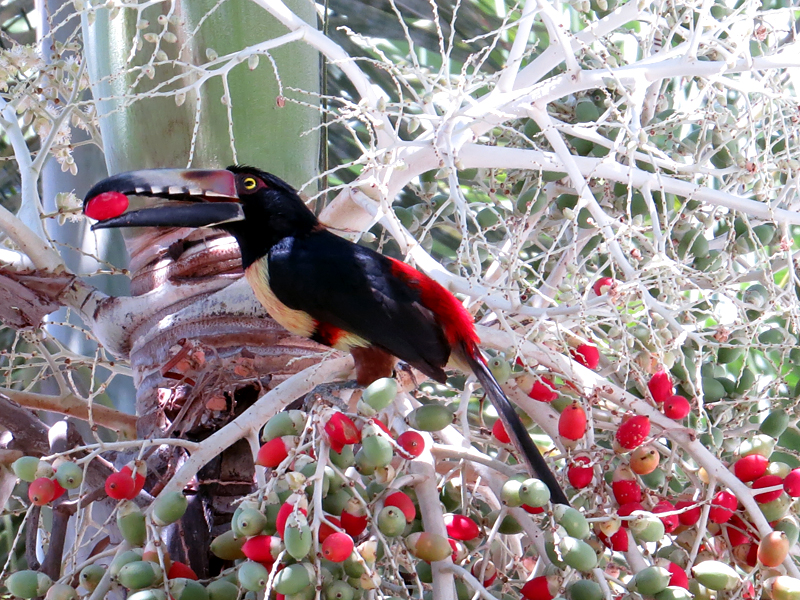 Collared Aracari Pteroglossus torquatus 