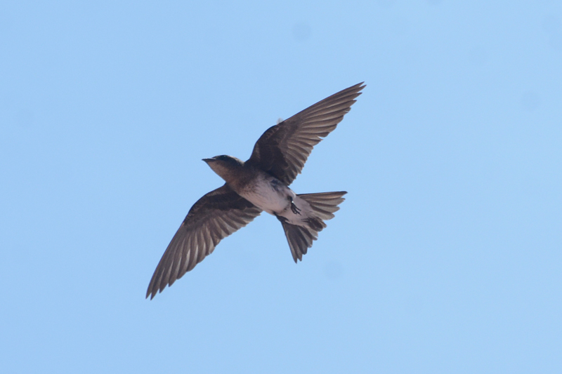 Grey-breasted Martin Progne chalybea