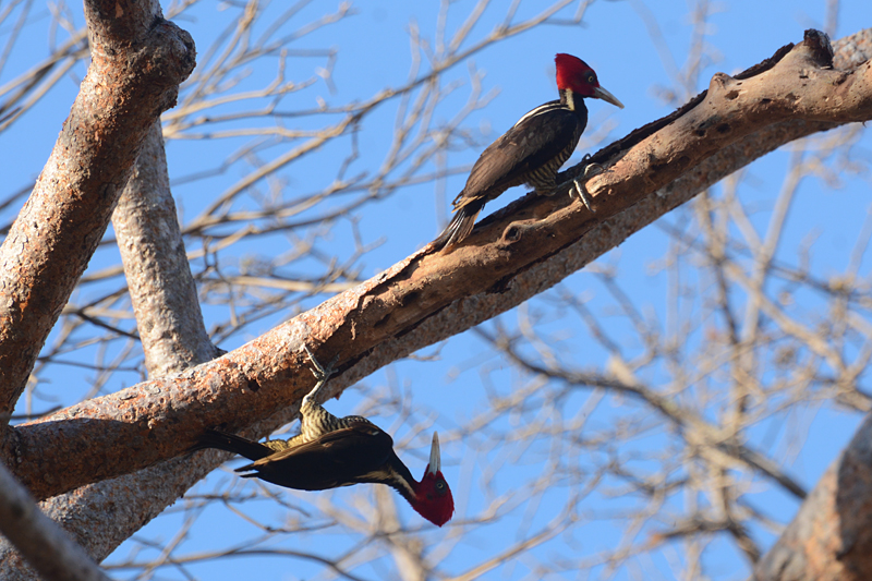 Pale-billed Woodpecker Campephilus guatemalensis