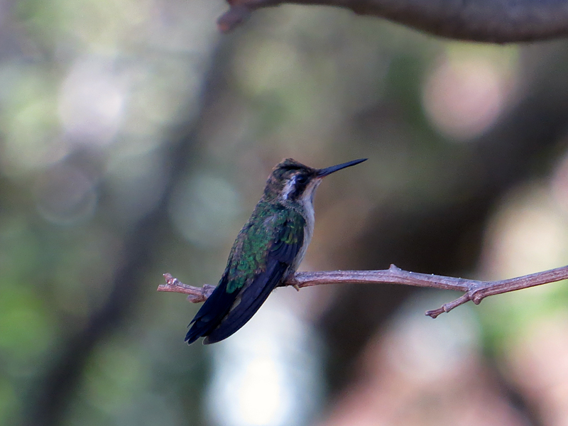 Plain-capped Startthroat Heliomaster constantii