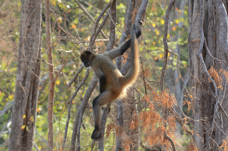 Geoffroy's spider monkey Ateles geoffroyi