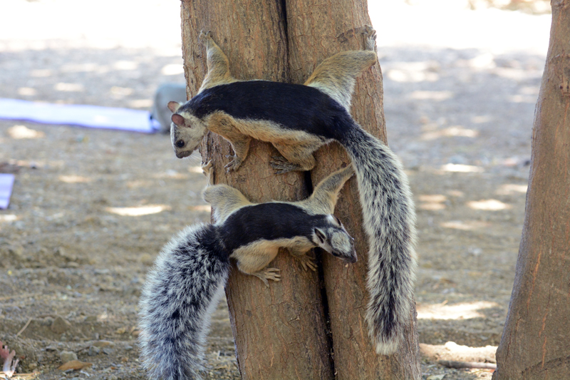 Variegated Squirrel Sciurus variegatoides