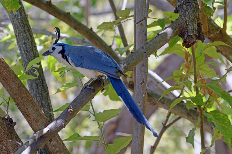 White-throated Magpie-jay Calocitta formosa