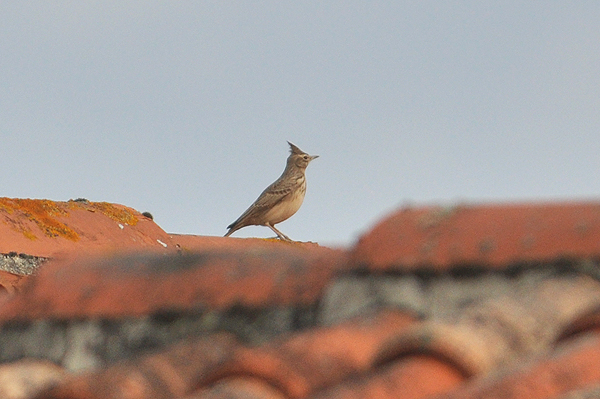 Crested Lark