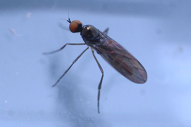 Bicellaria cf sulcata