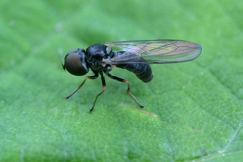 Dorylomorpha imparata