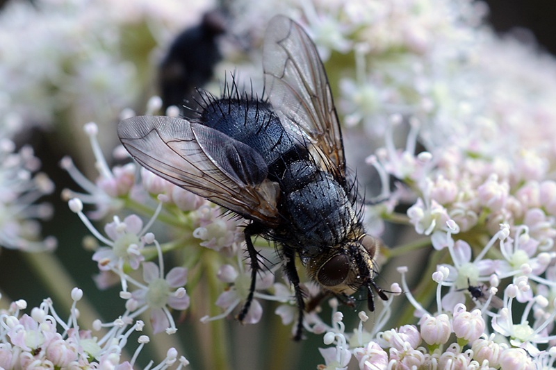 Eurithia anthophila 