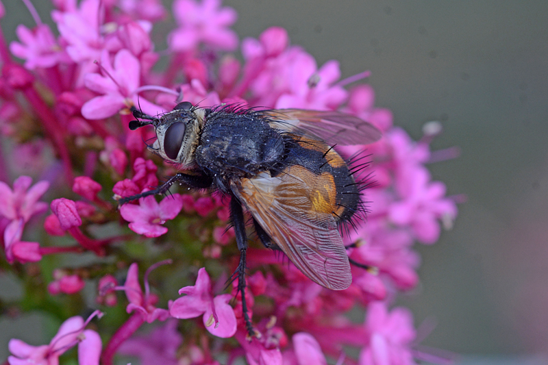 Nowickia ferox 