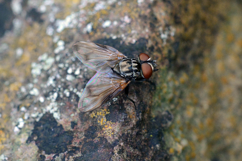 Phasia obesa