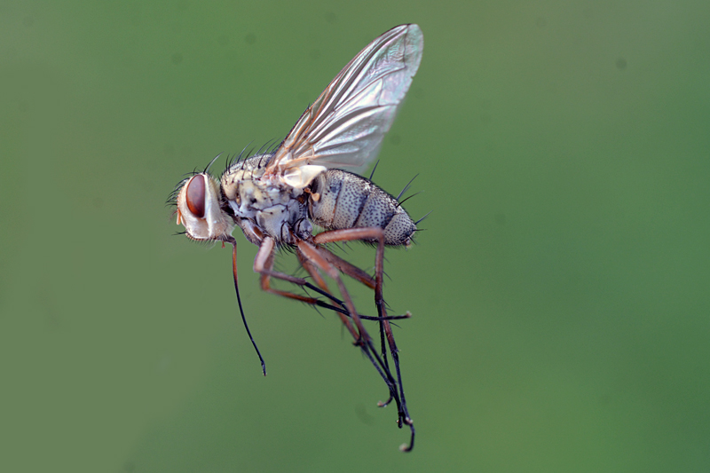 Prosena siberita 