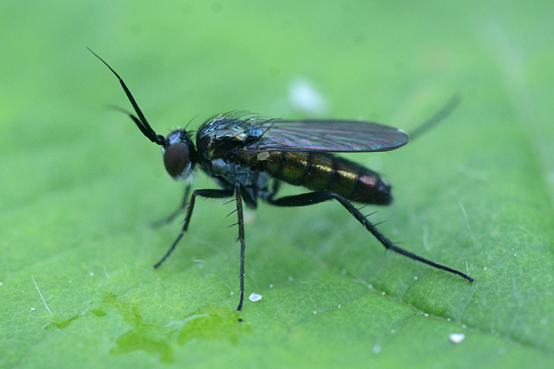 Rhaphium longicorne 