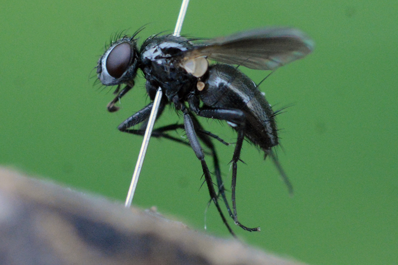 Rhinophora lepida