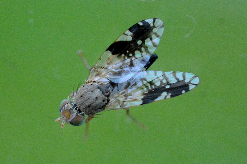 Tephritis divisa