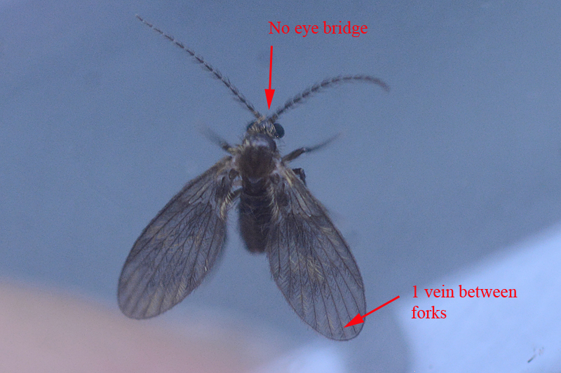 Trichomyia urbica 