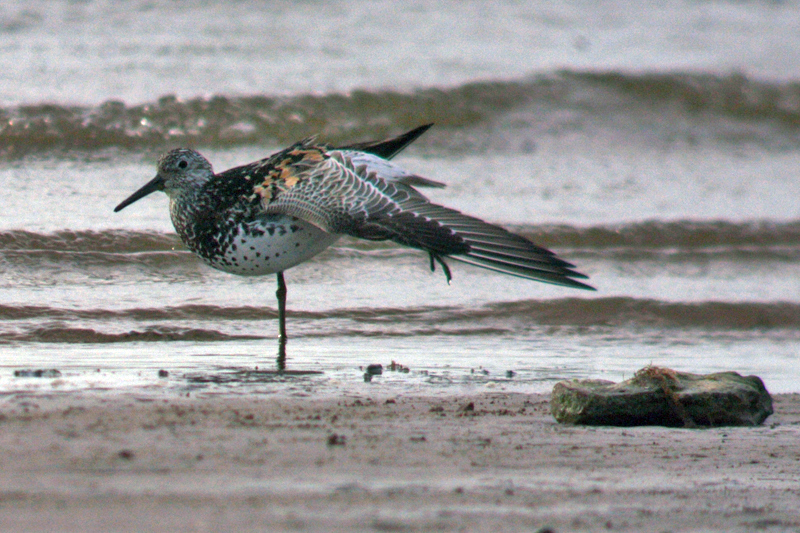 Great Knot Calidris tenuirostris