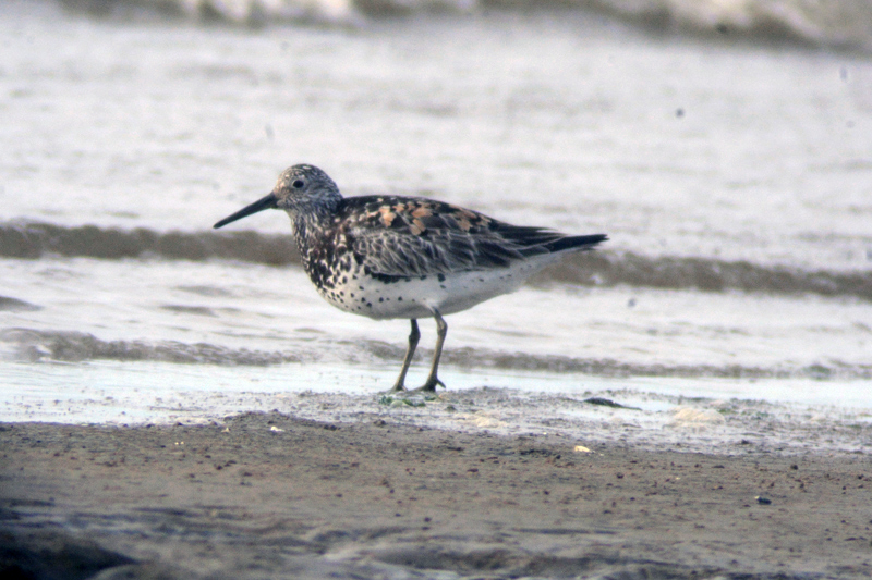 Great Knot Calidris tenuirostris