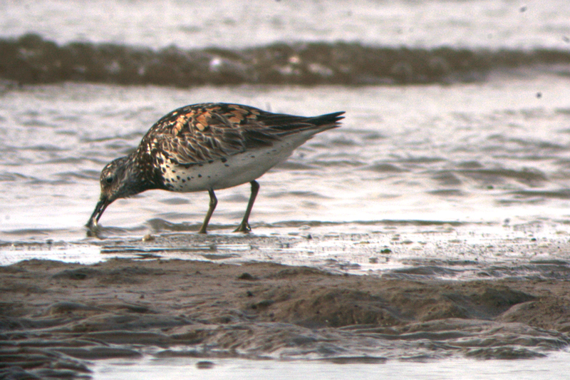 Great Knot Calidris tenuirostris