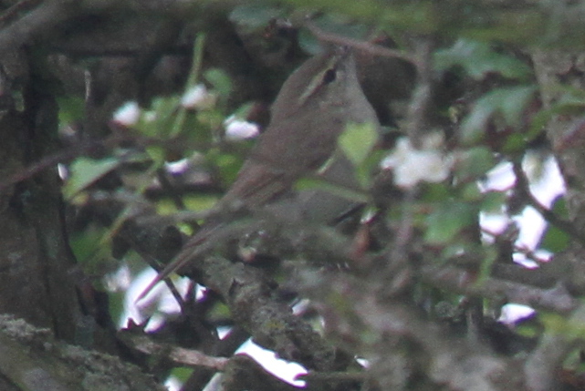 Greenish Warbler