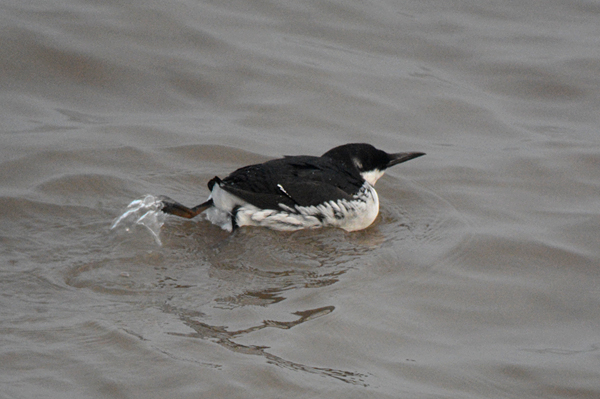 Common Guillemot