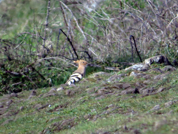 Hoopoe