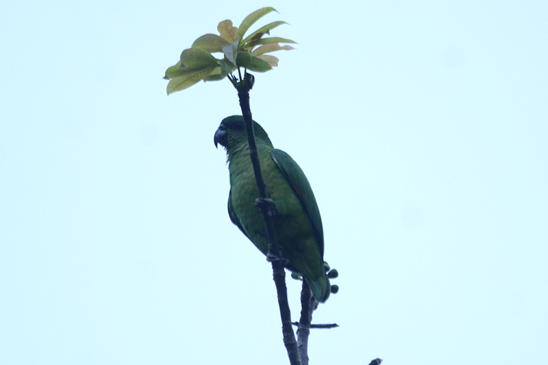 Black-billed Parrot