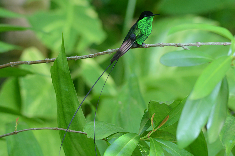 Black-billed Streamertail 