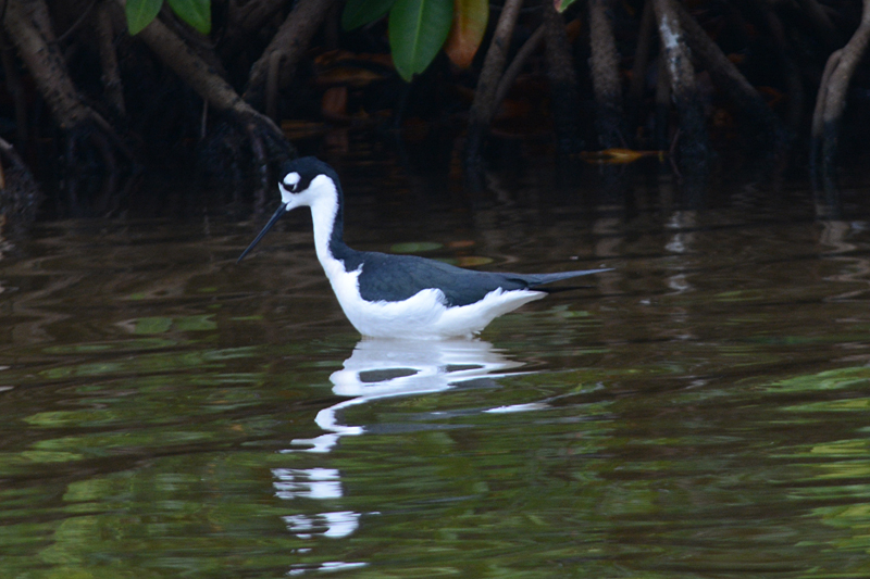 Black-necked Stilt