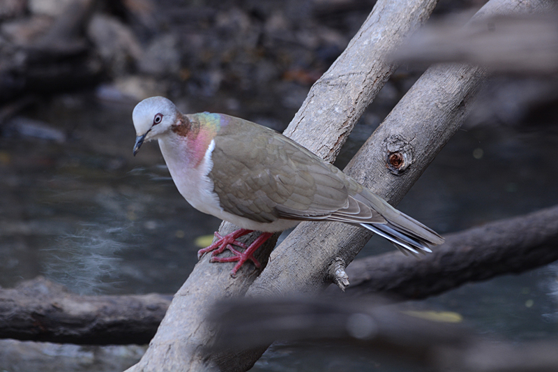 Caribbean Dove