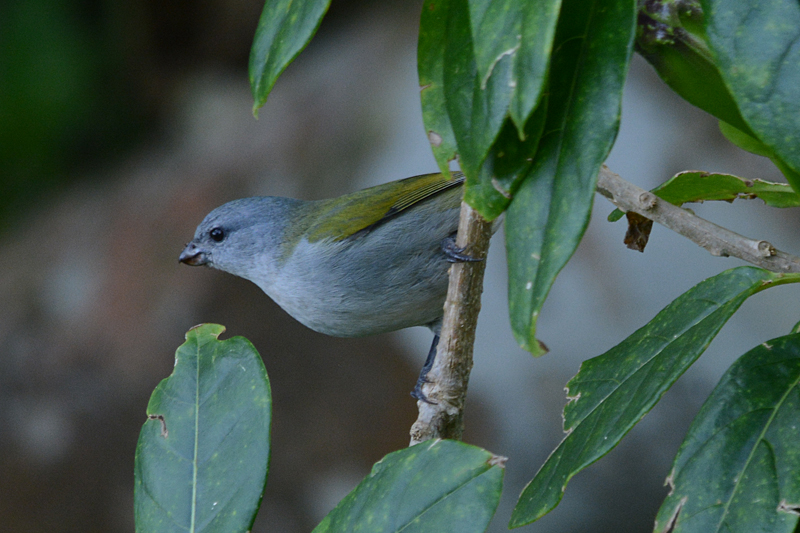 Jamaican Euphonia