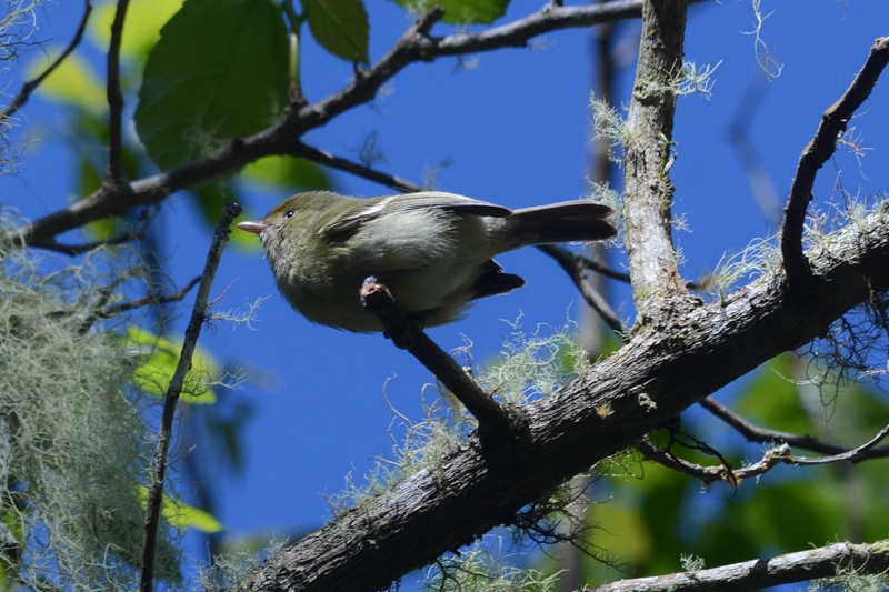 Jamaican Vireo