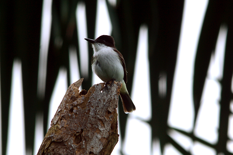 Loggerhead Kingbird