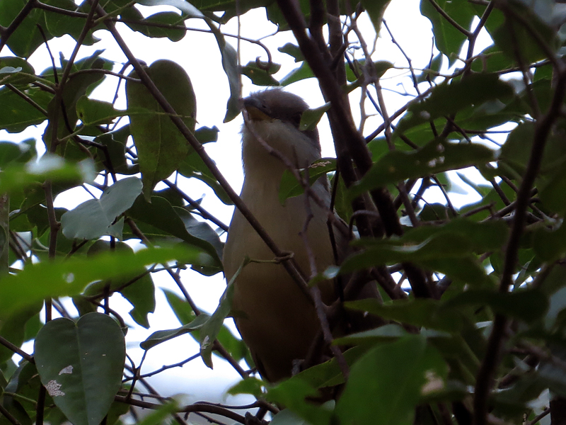 Mangrove Cuckoo