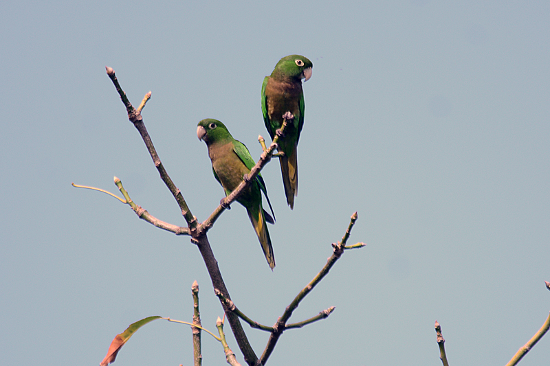 Olive-throated Parakeet