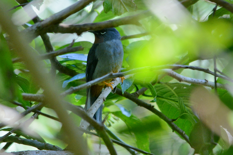 Rufous-throated Solitaire