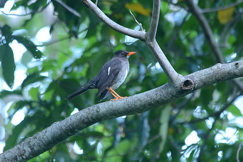 White-chinned Thrush