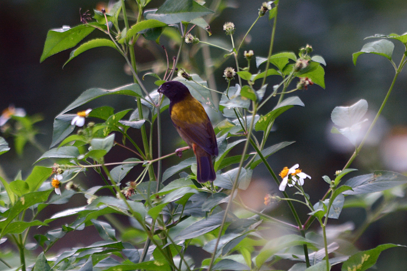 Yellow-shouldered Grassquit