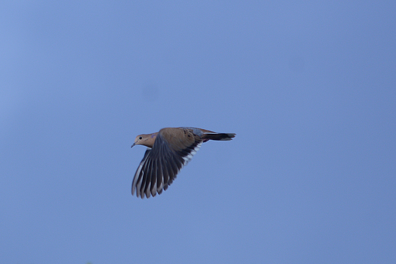 Zenaida Dove