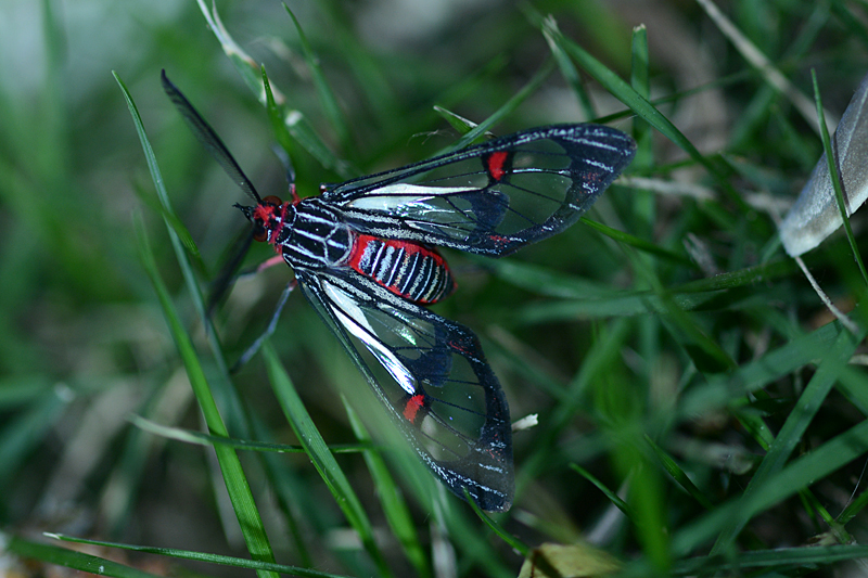 Eunomia colombina