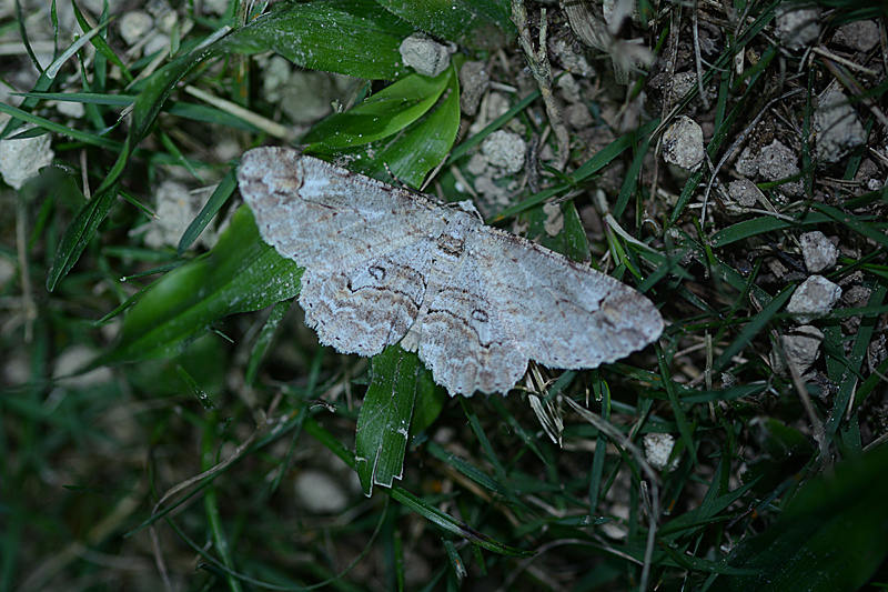 Iridopsis vicaria