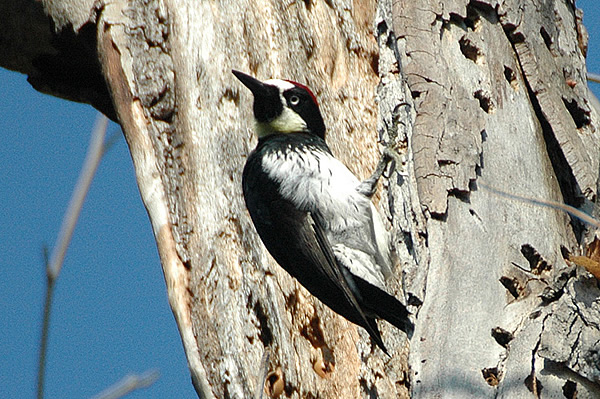 Acorn Woodpecker