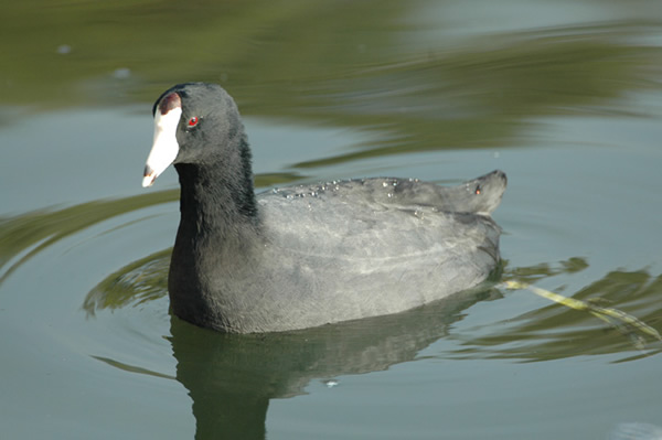 American Coot